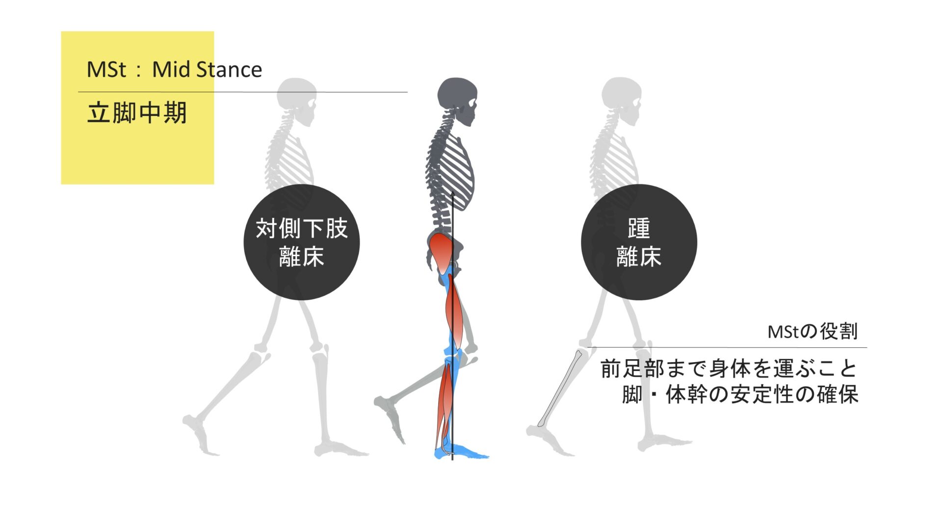 歩行周期反対側 | 歩行周期 定義 – PJCJZY