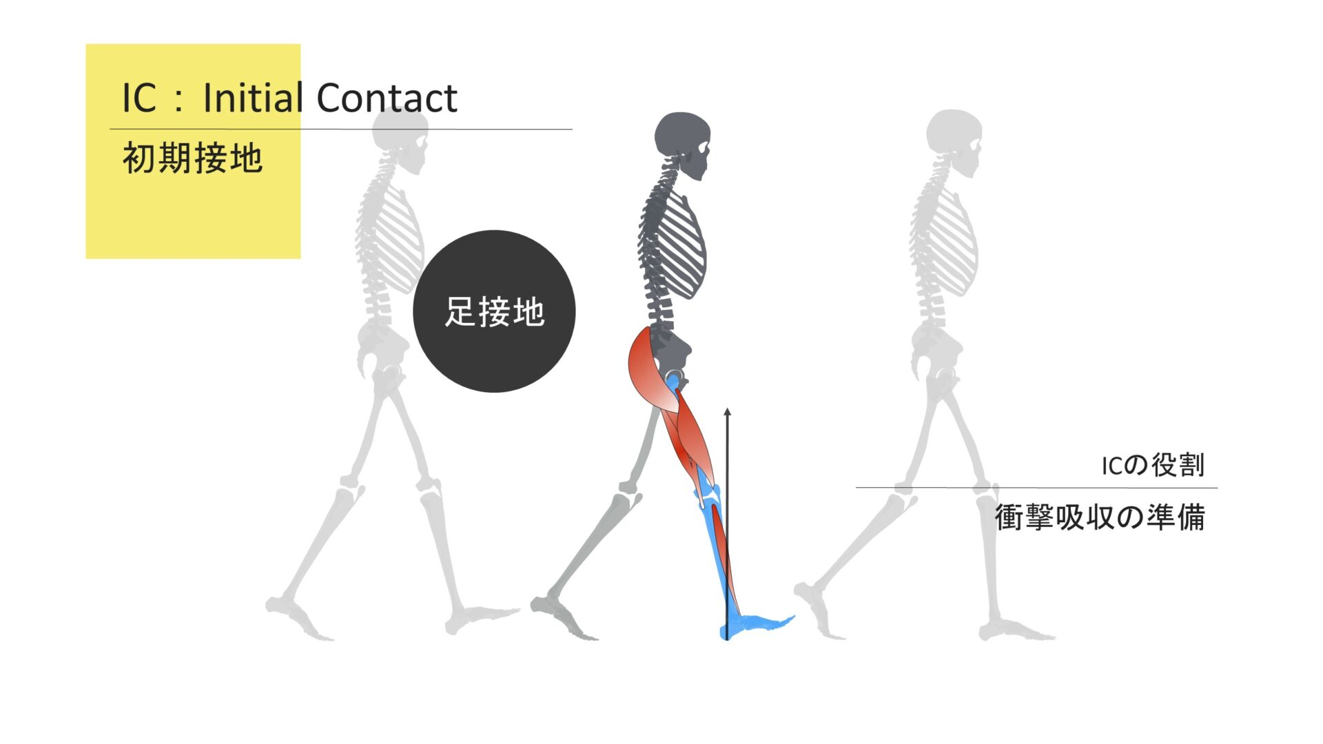 歩行分析（各相における機能と観察ポイント）～イニシャル